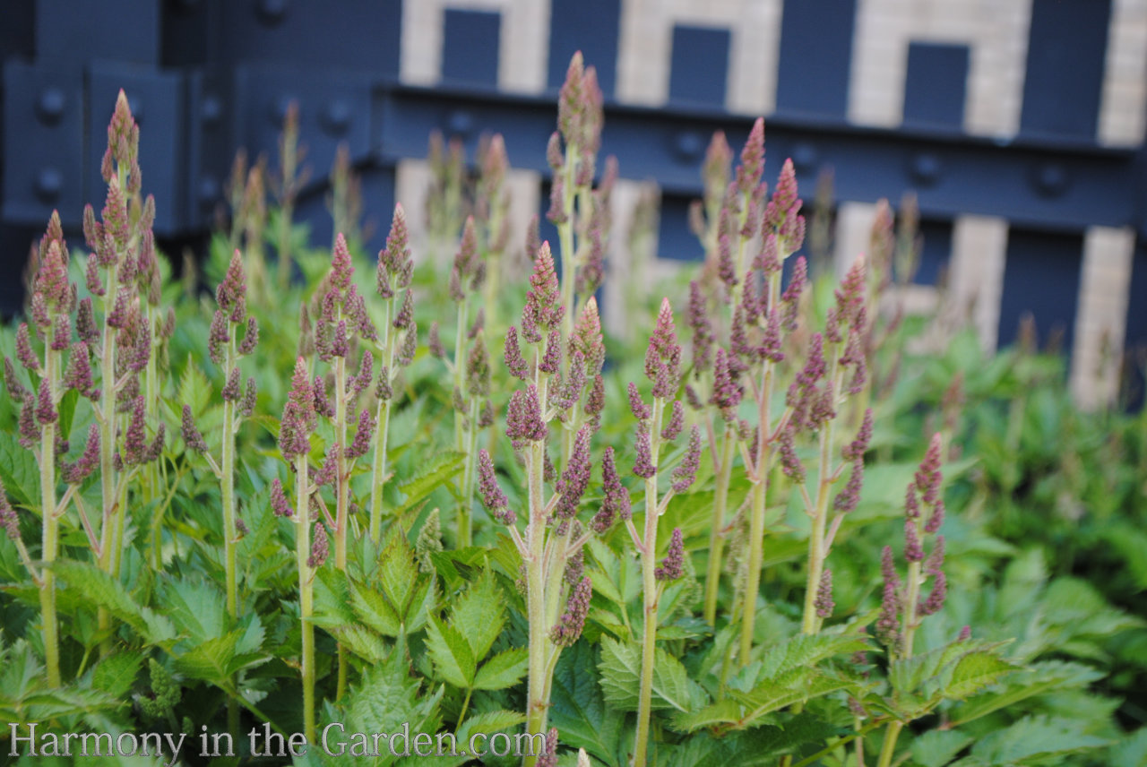 spire shaped flowers