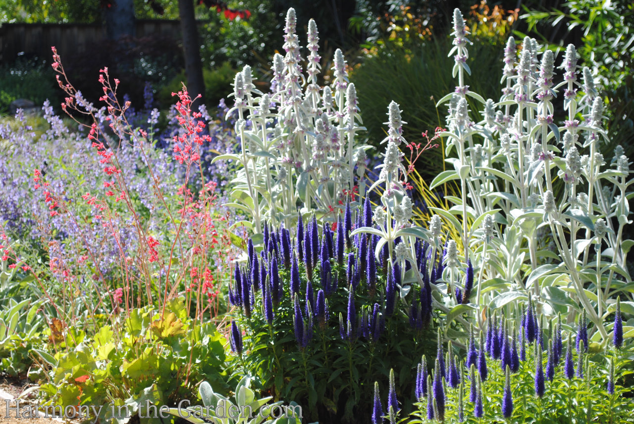 spire shaped flowers