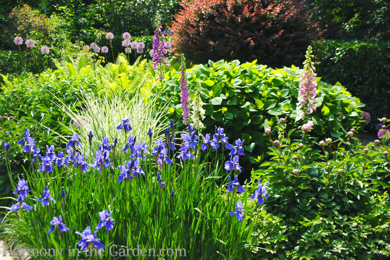 spire shaped flowers