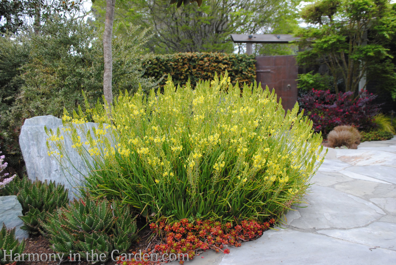 spire shaped flowers