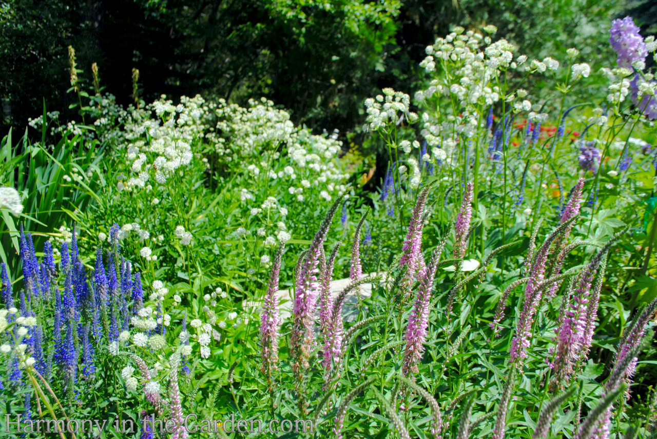 spire shaped perennials