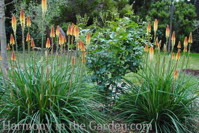 spire shaped flowers