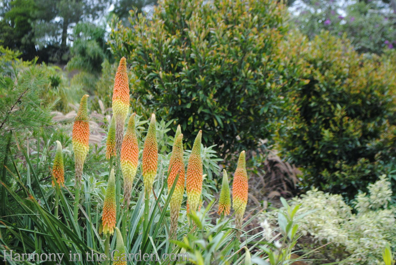 spire shaped flowers