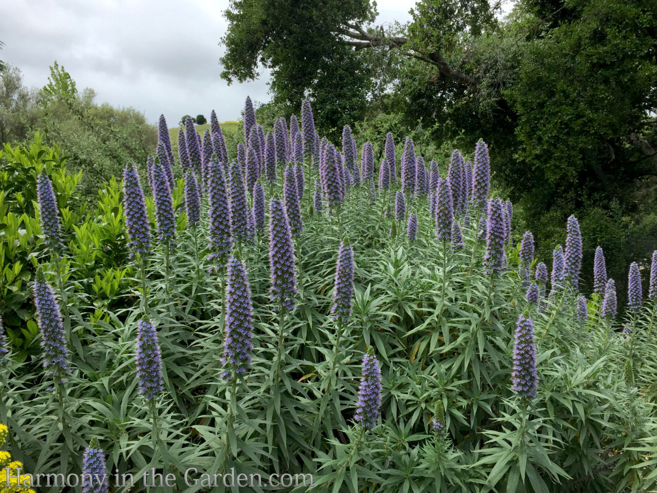 spire shaped flowers