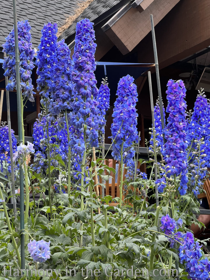 spire shaped flowers