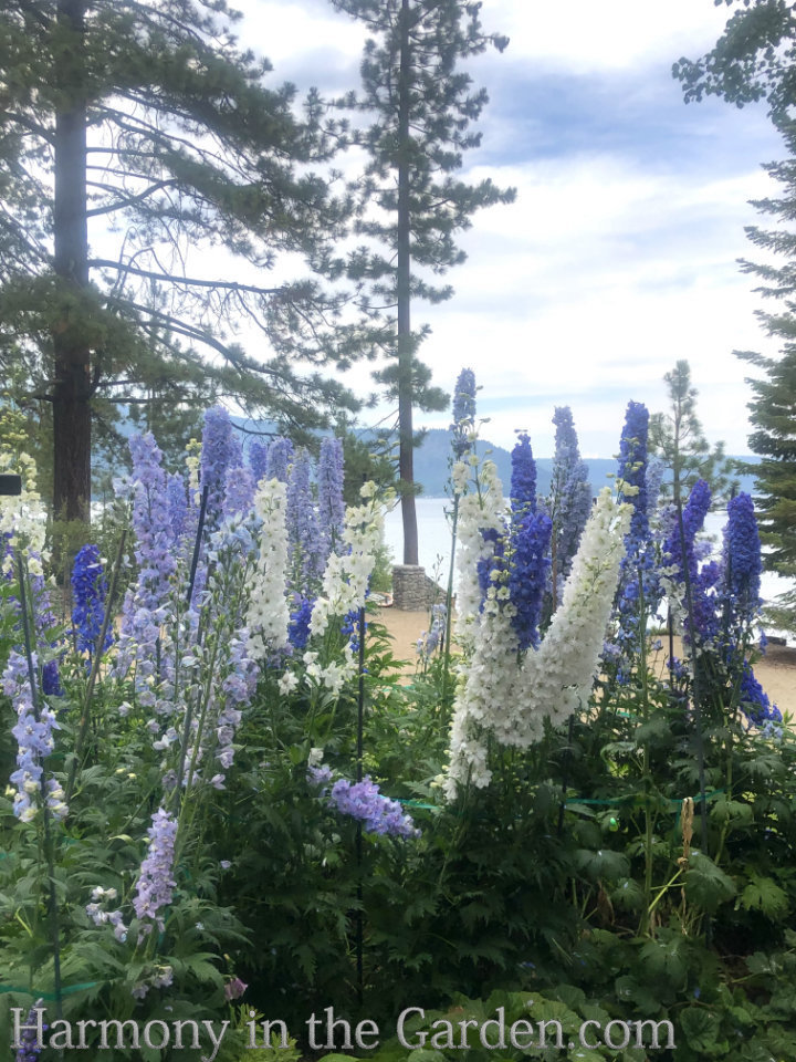 spire shaped flowers