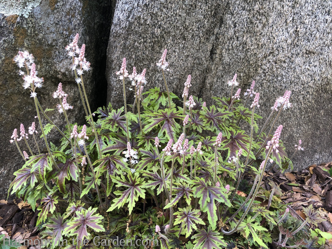 spire shaped perennials