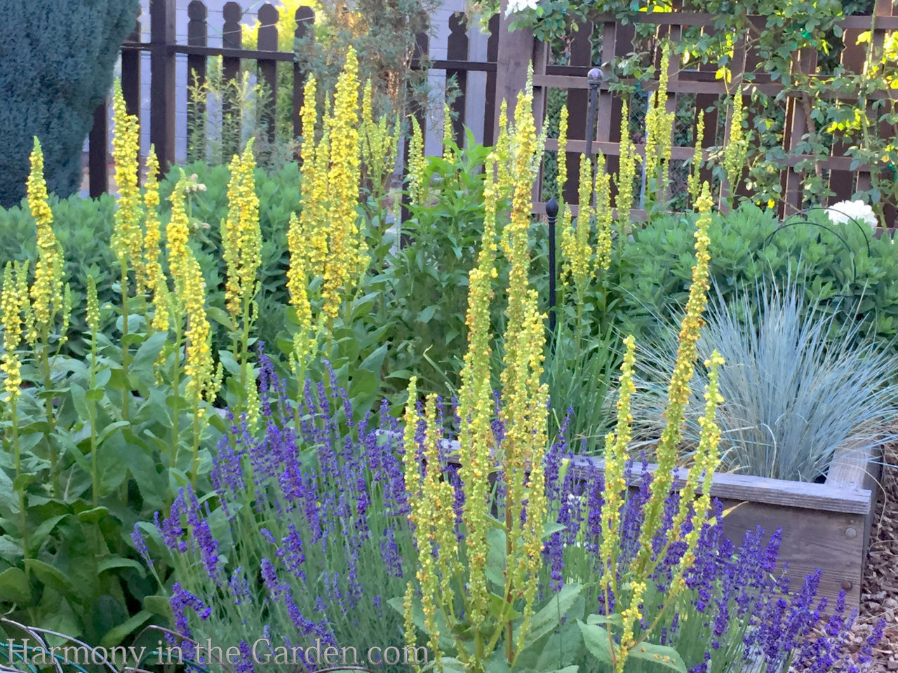 spire shaped flowers