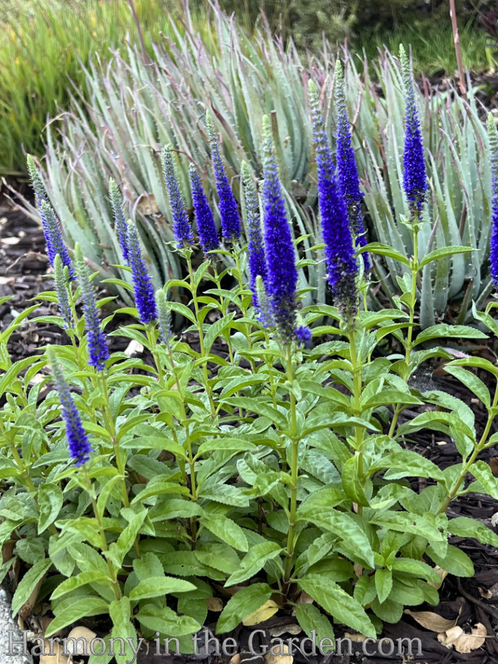 spire shaped perennials