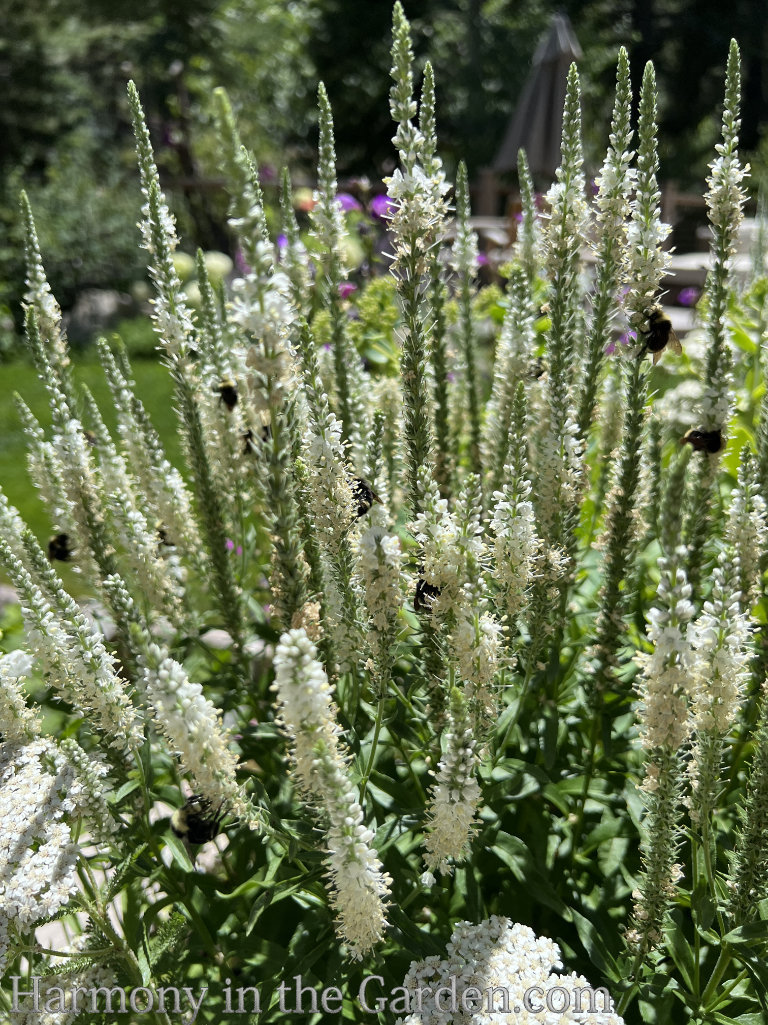 spire-shaped flowers