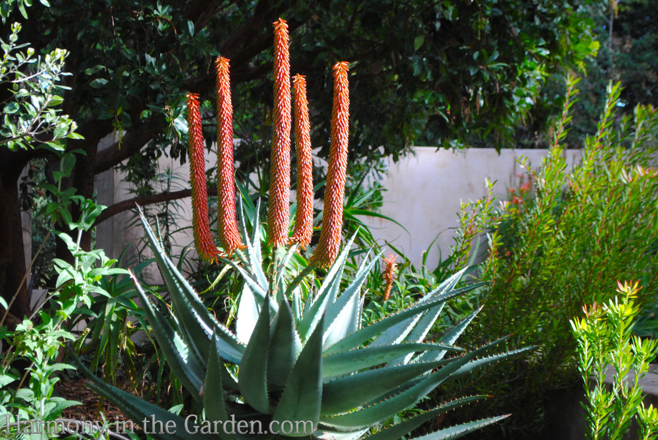 spire shaped flowers