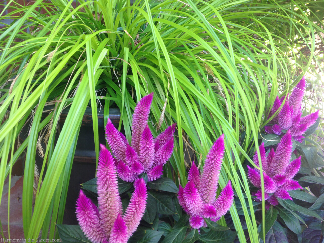 spire shaped flowers