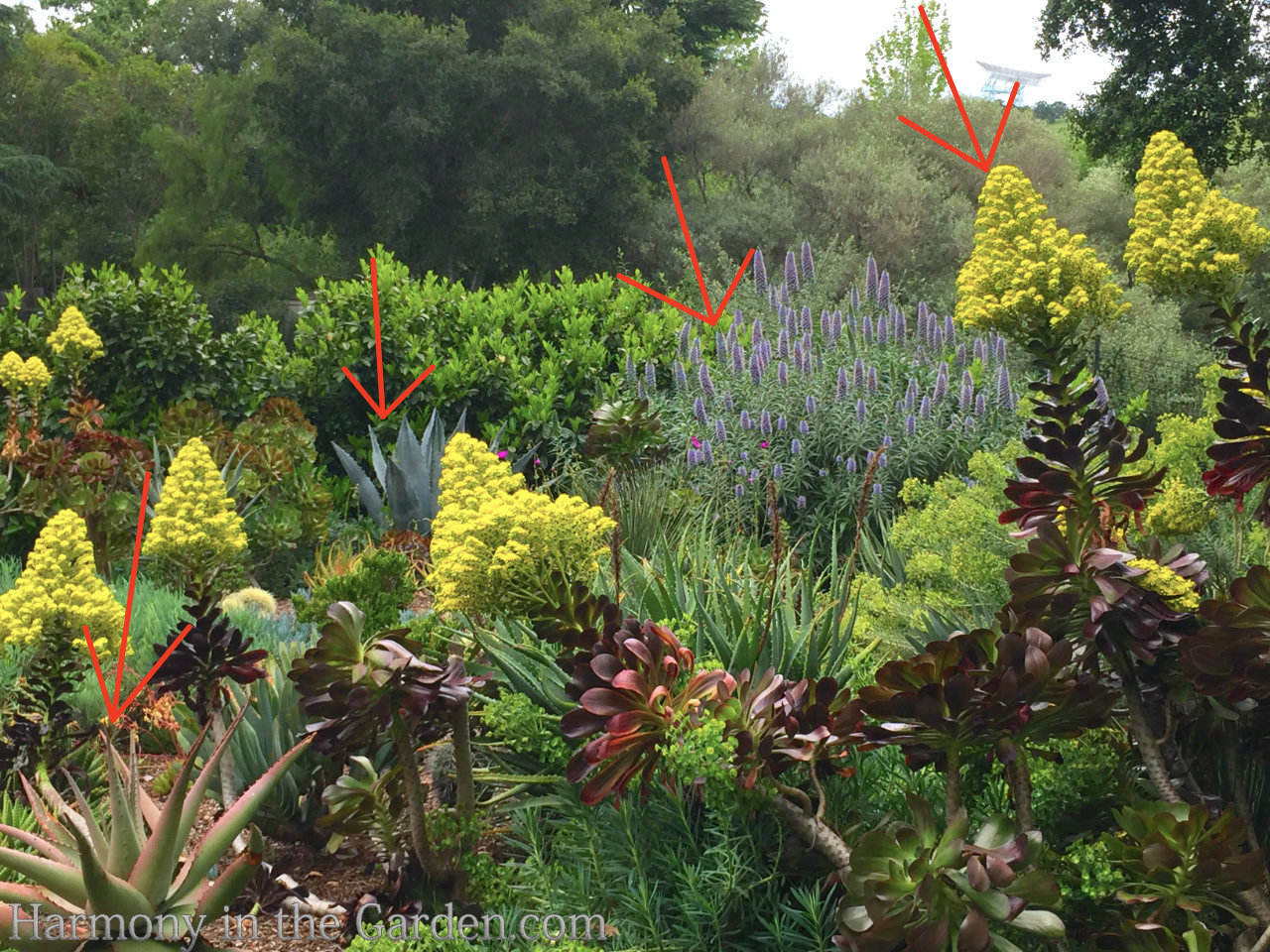 spire shaped flowers