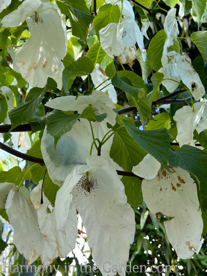 creepy freaky plants