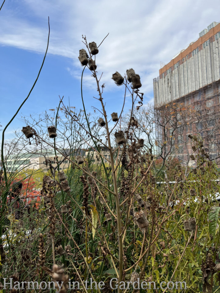 high line autumn garden