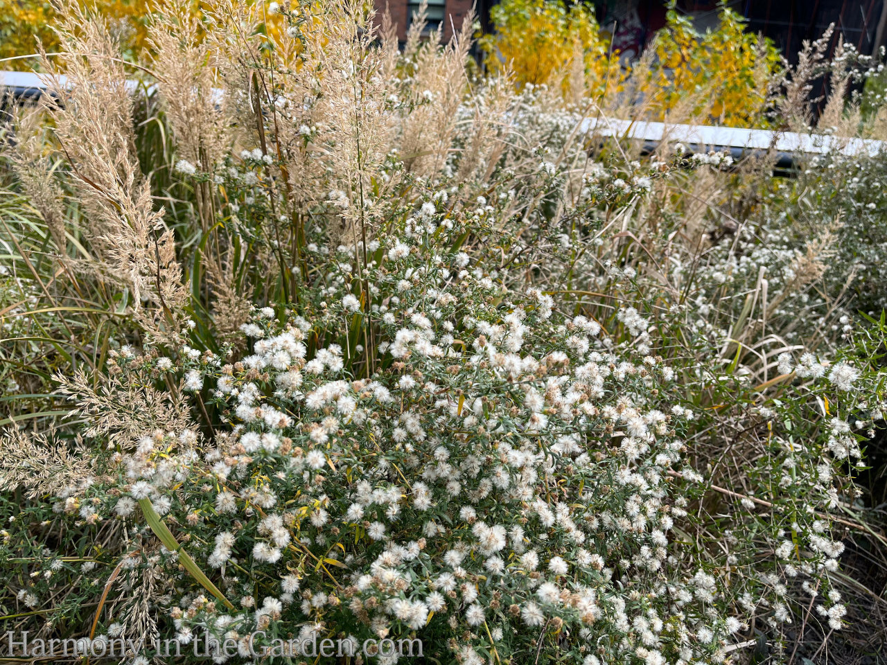 high line autumn garden