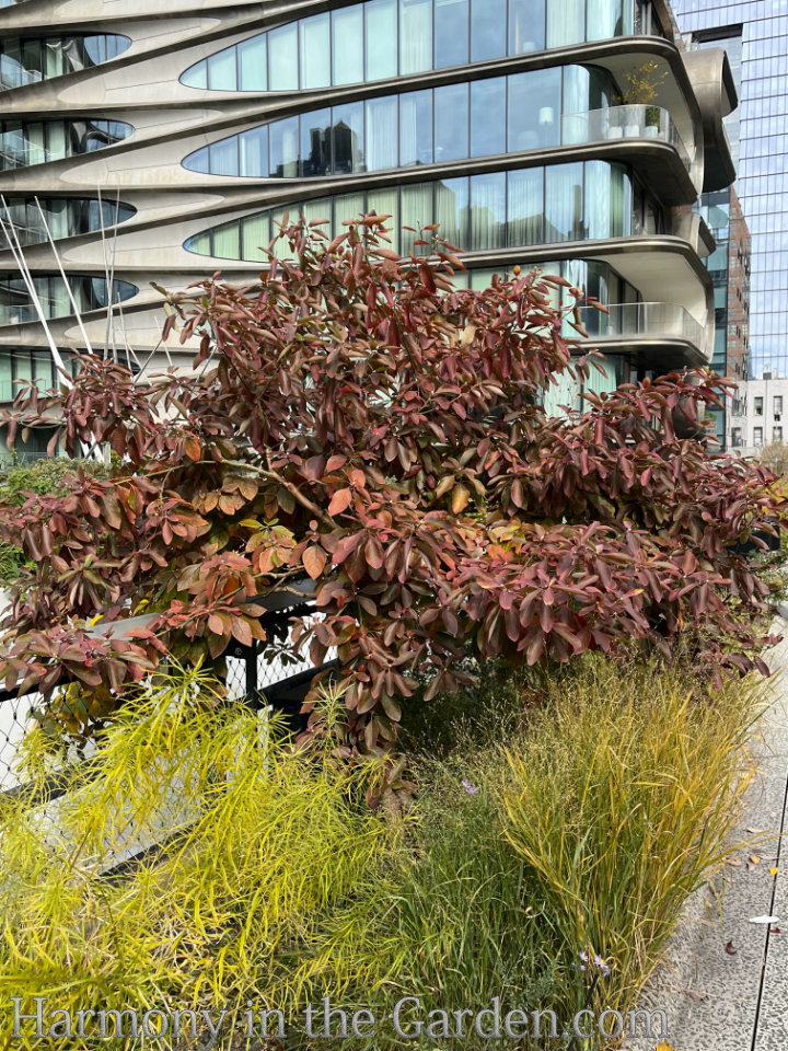 high line autumn