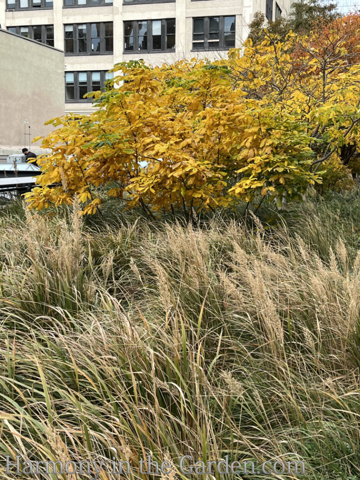 high line fall garden