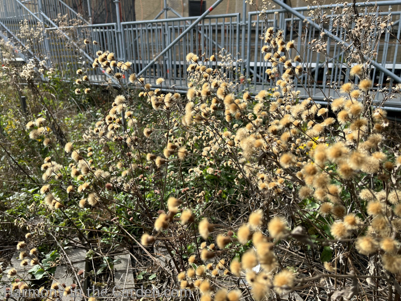 high line garden in fall