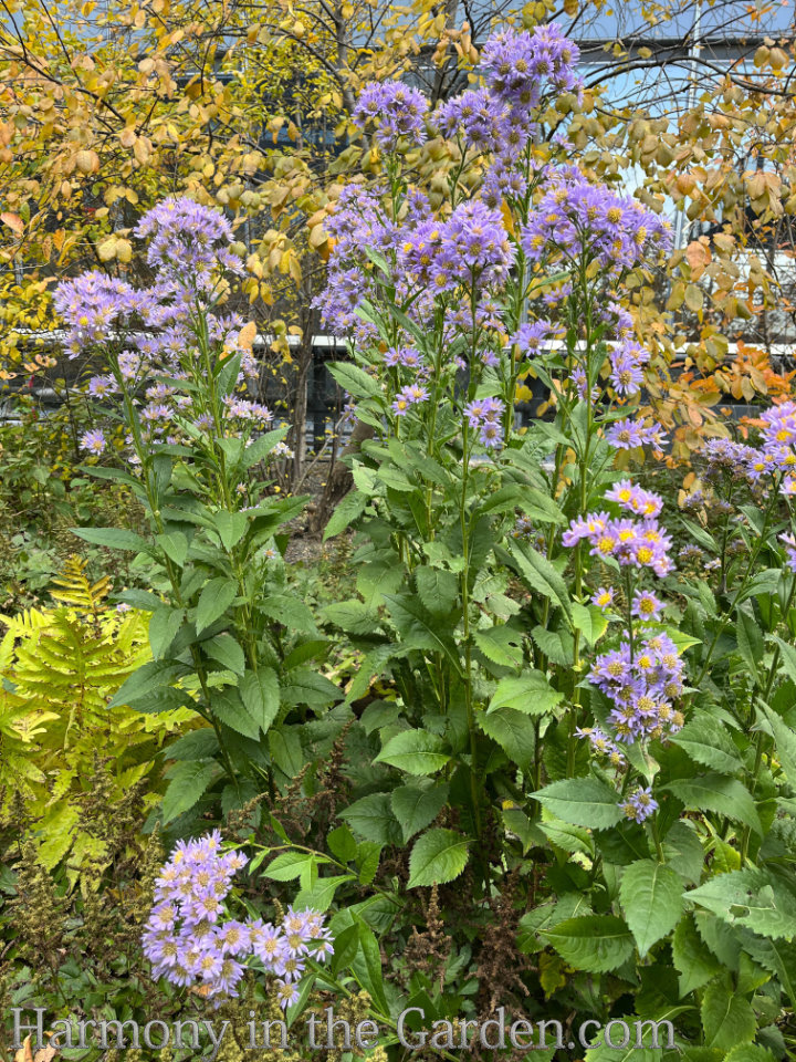 high line autumn