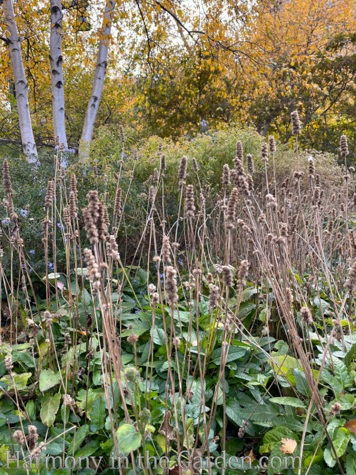 high line garden autumn