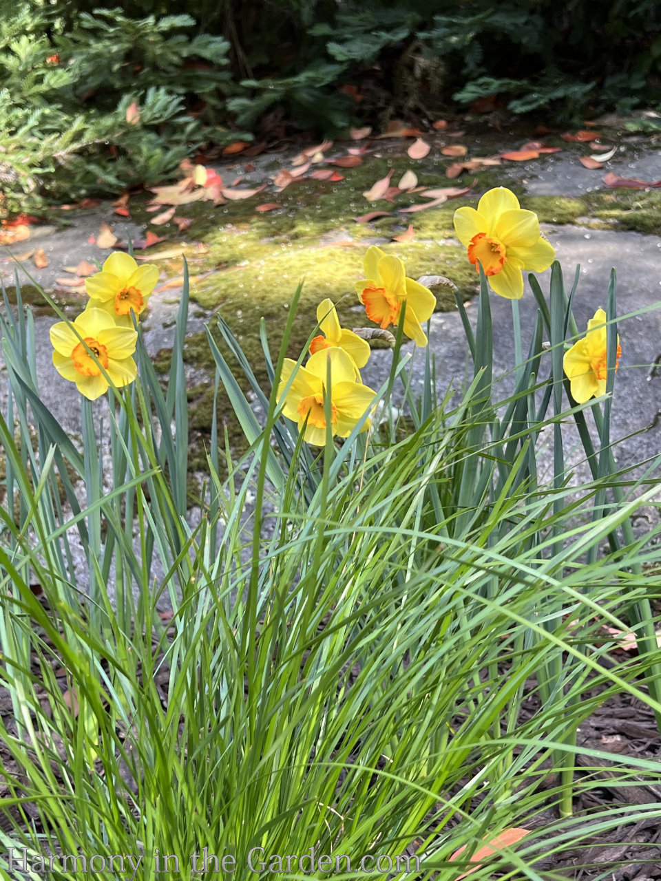 spring bulbs