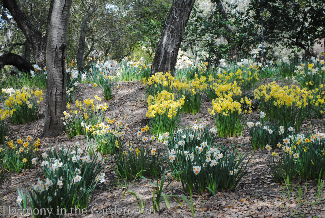 spring bulbs warm climates