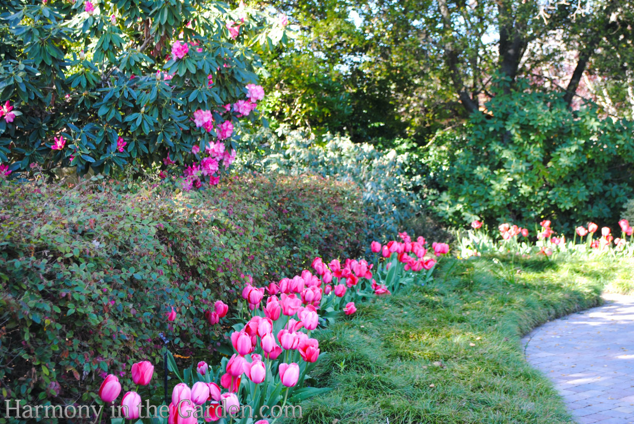 Tulips Warm Climate