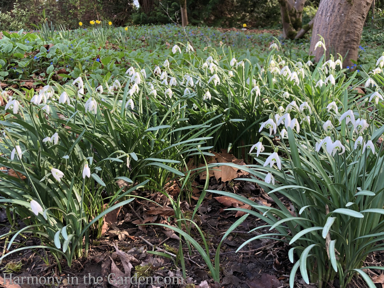 spring bulbs warm climates