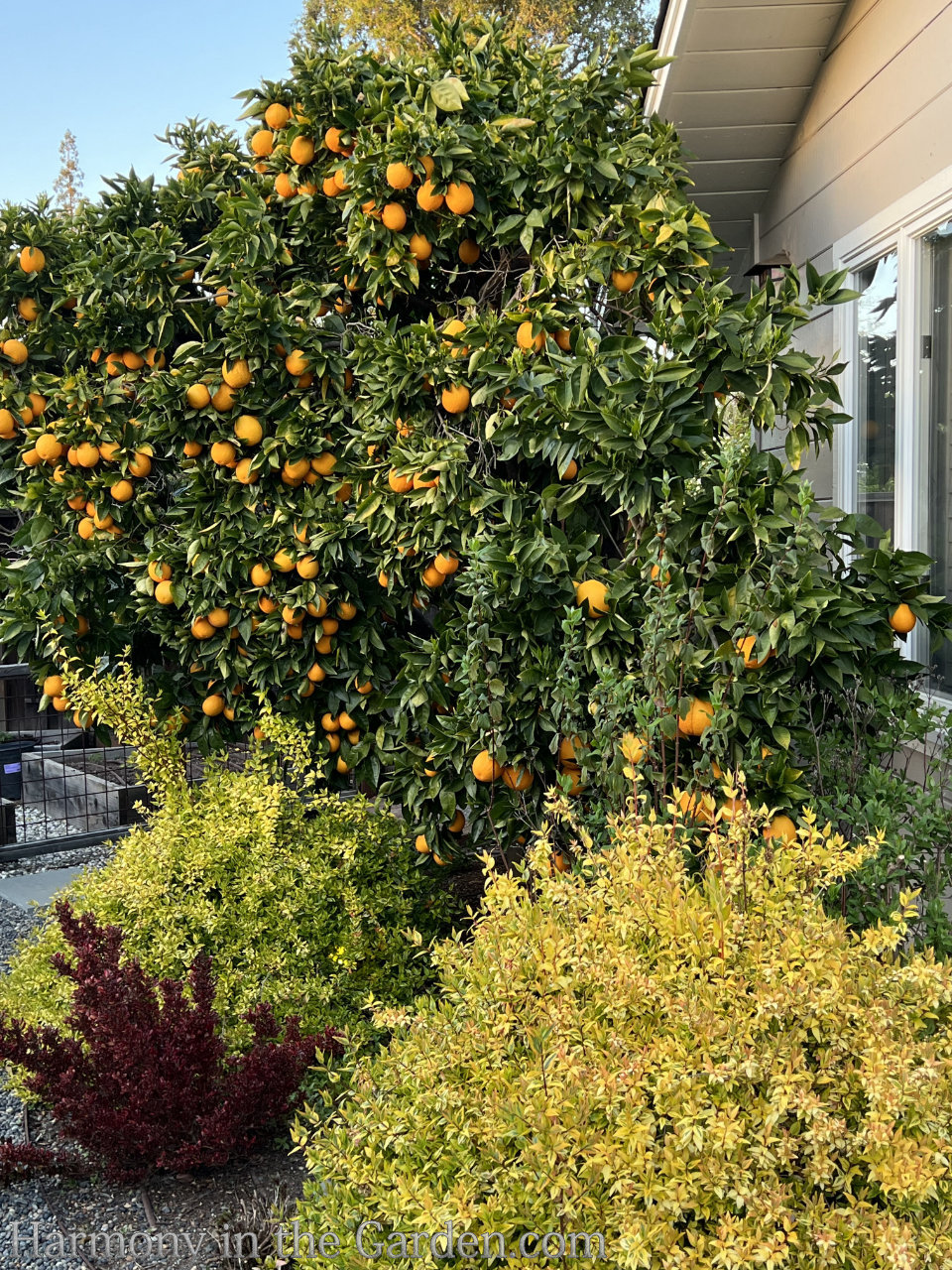 Turning a pool into a garden