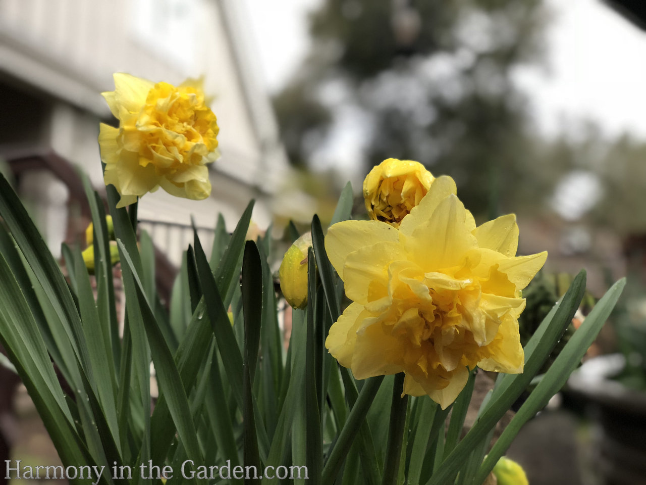 spring bulbs