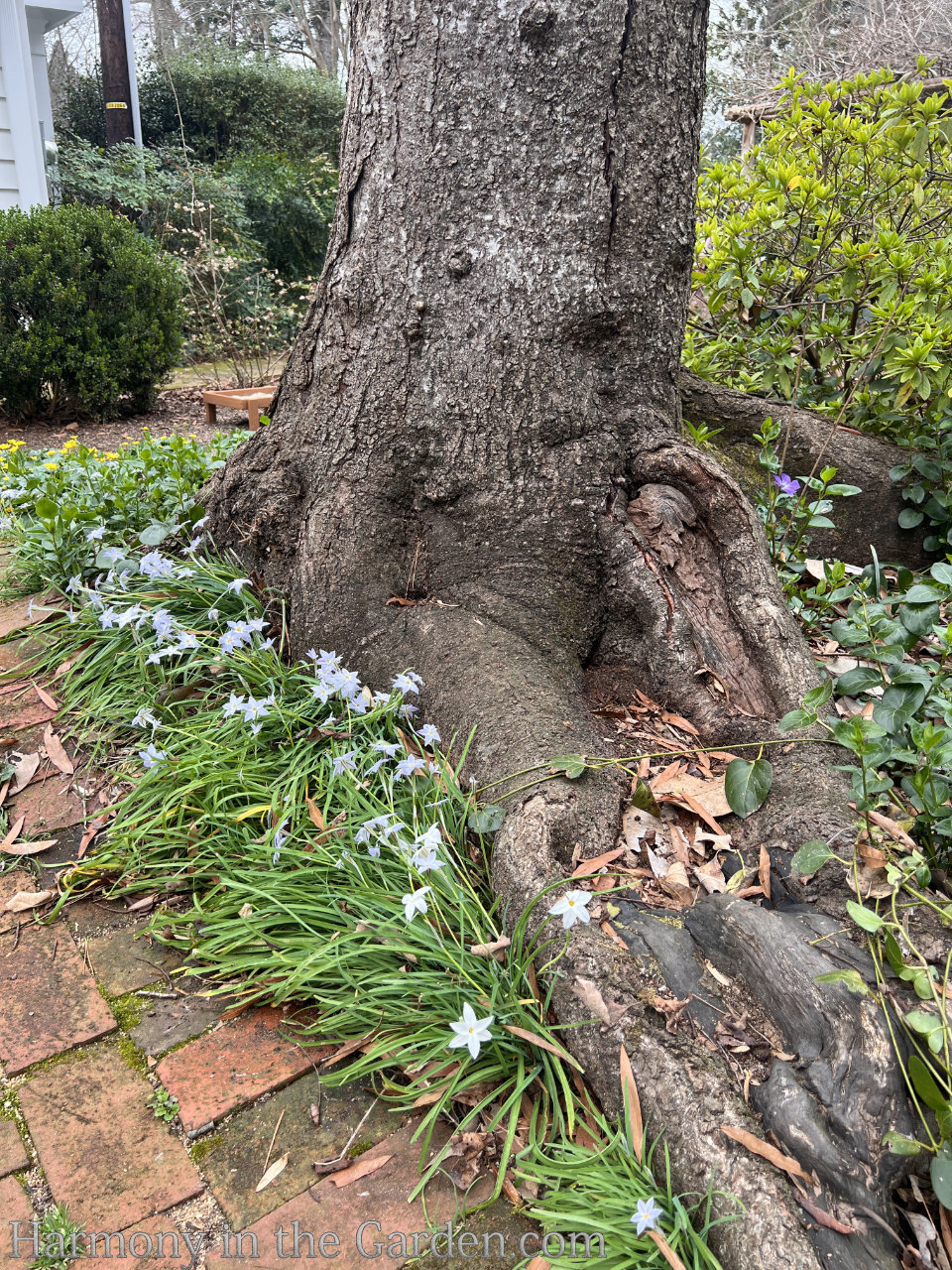 planting around tree roots