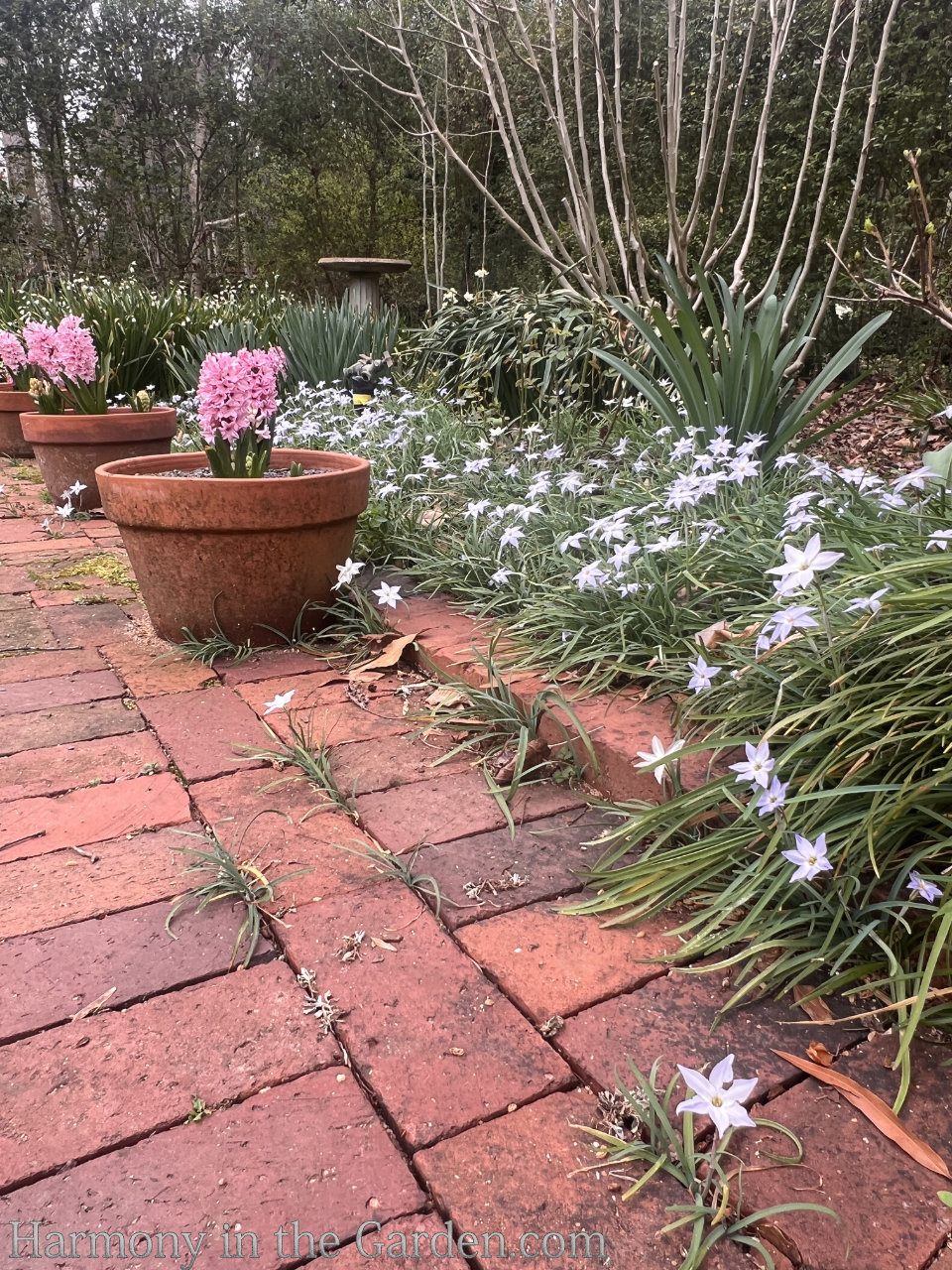 warm climate bulbs