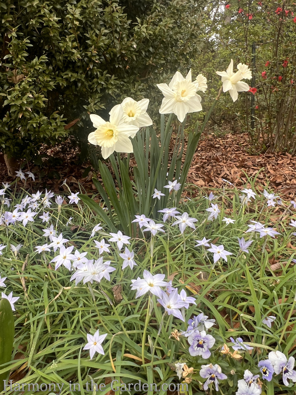 warm climate bulbs