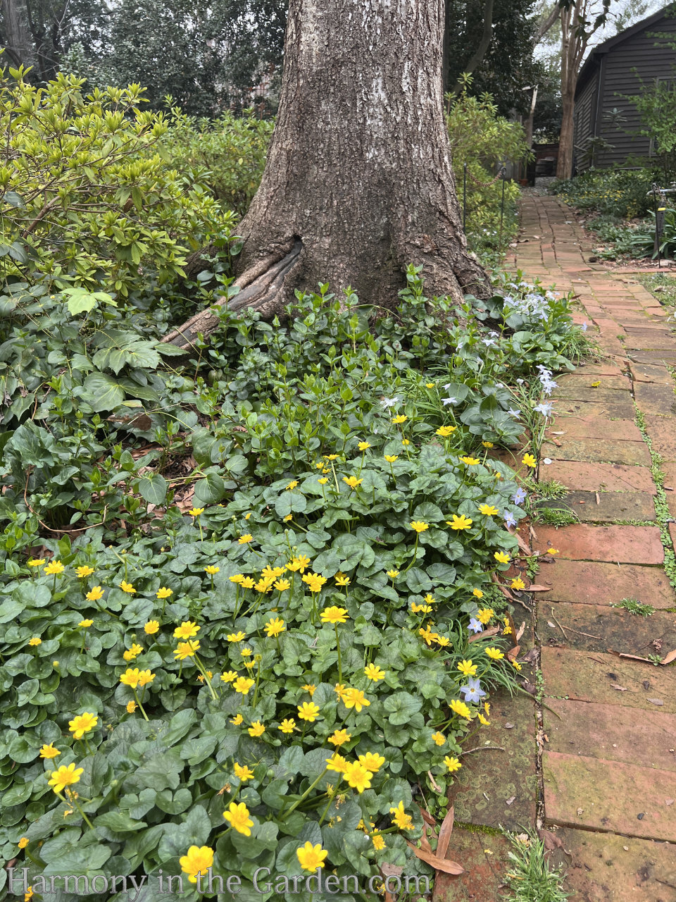planting around tree roots