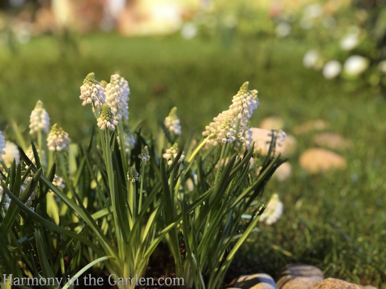 spring bulbs