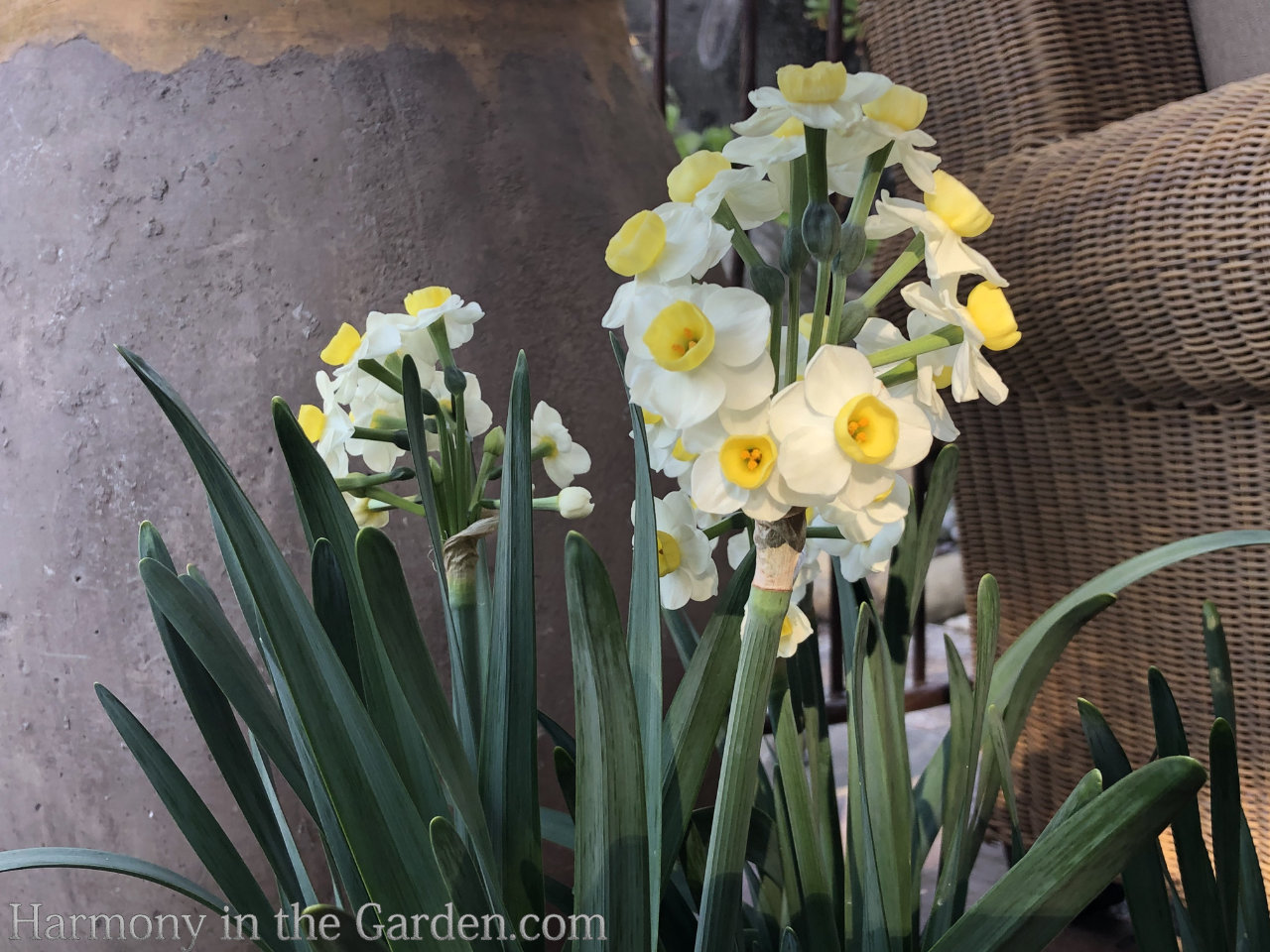 spring bulbs warm climates