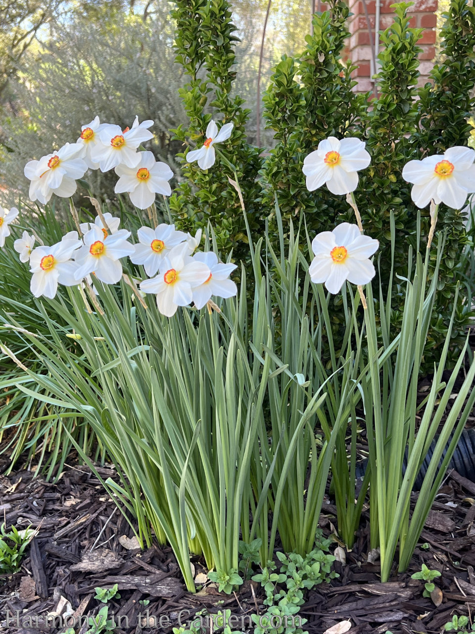 spring bulbs warm climates