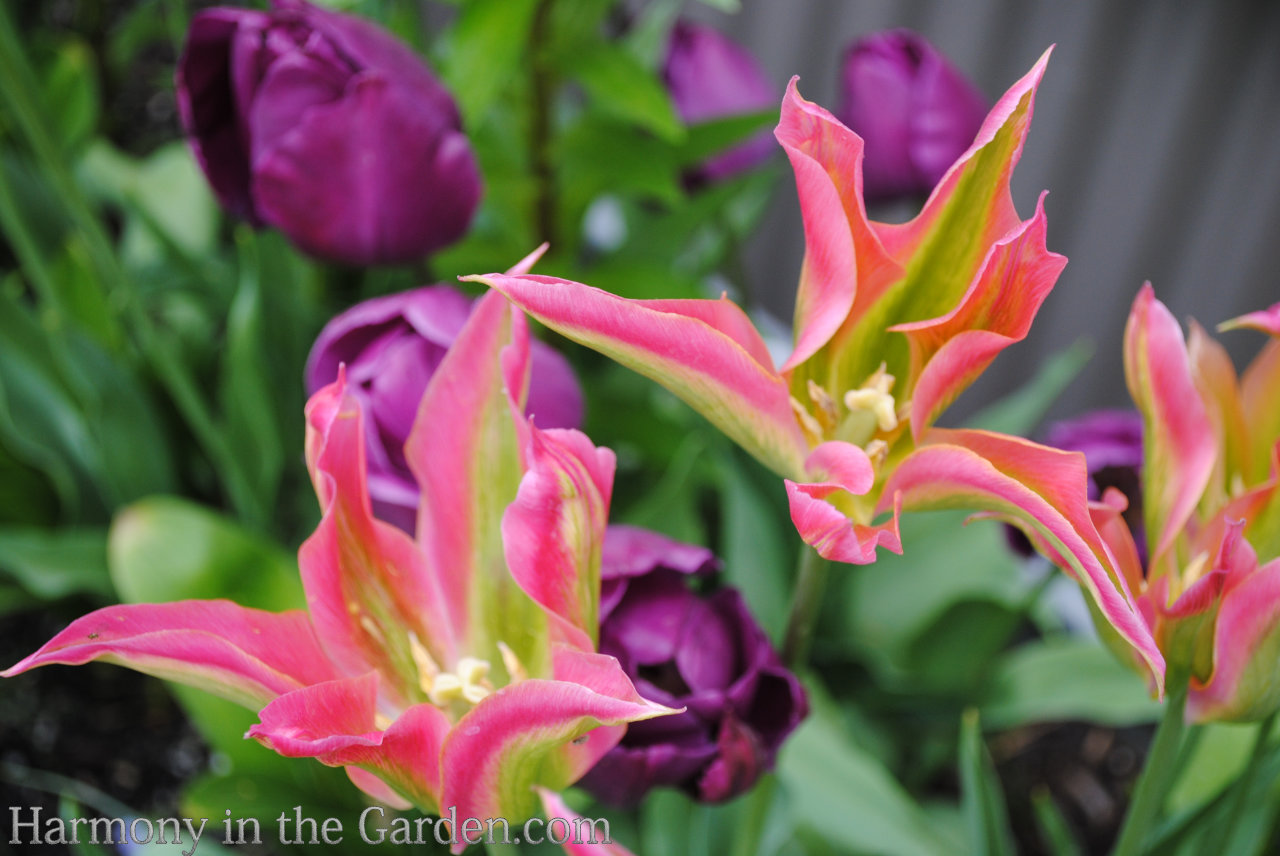 The Best Spot In Your Garden To Plant Tulips