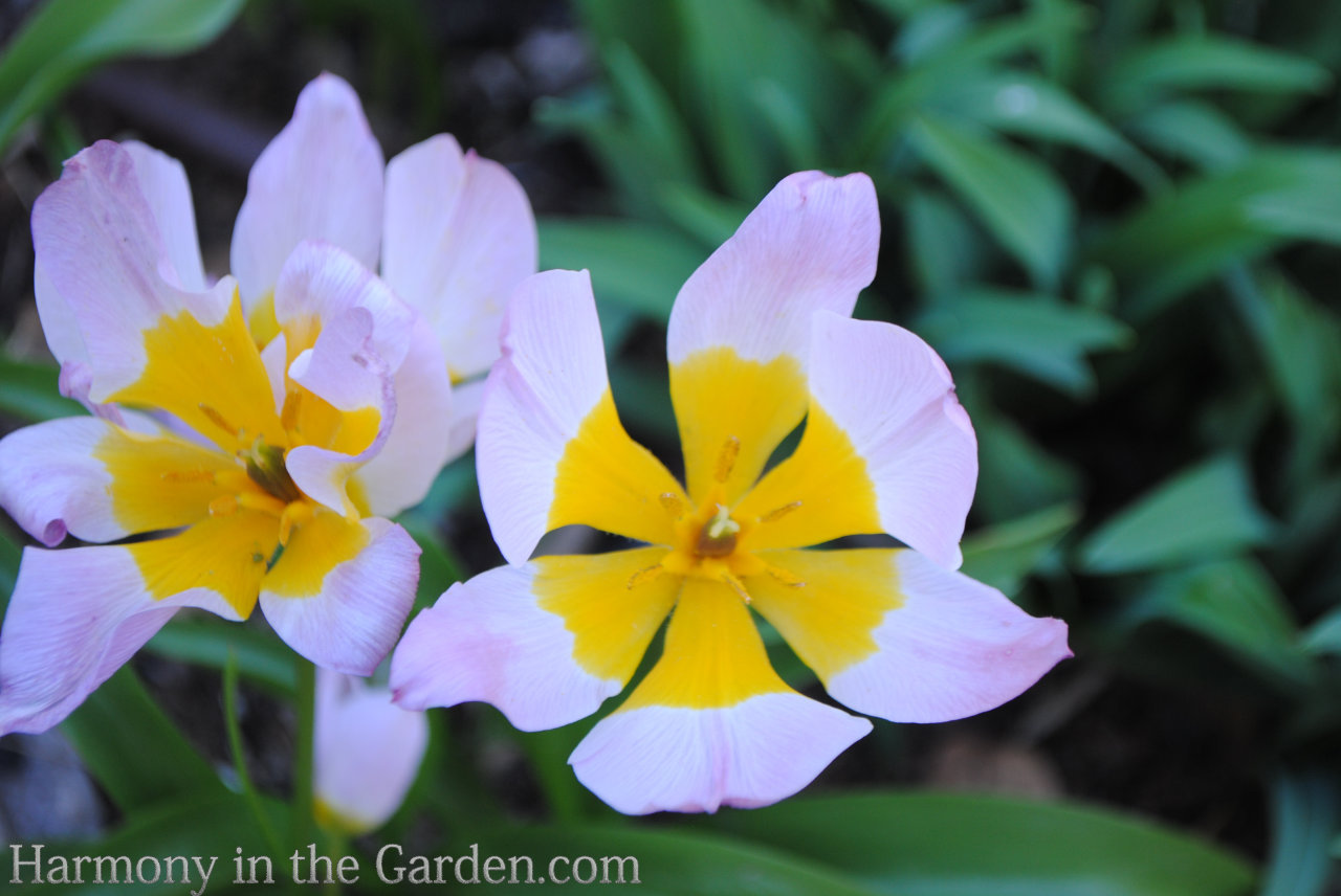 Tulips Warm Climate