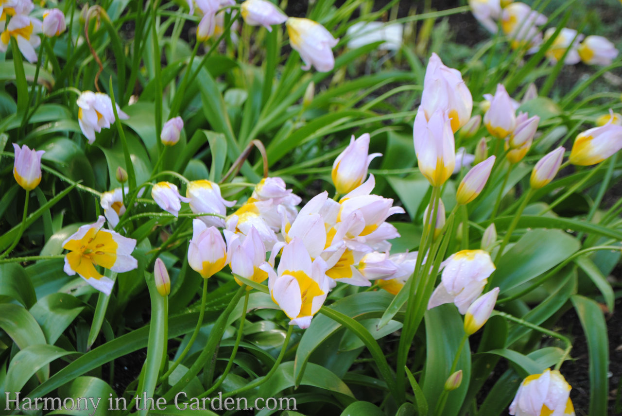 Tulips Warm Climate