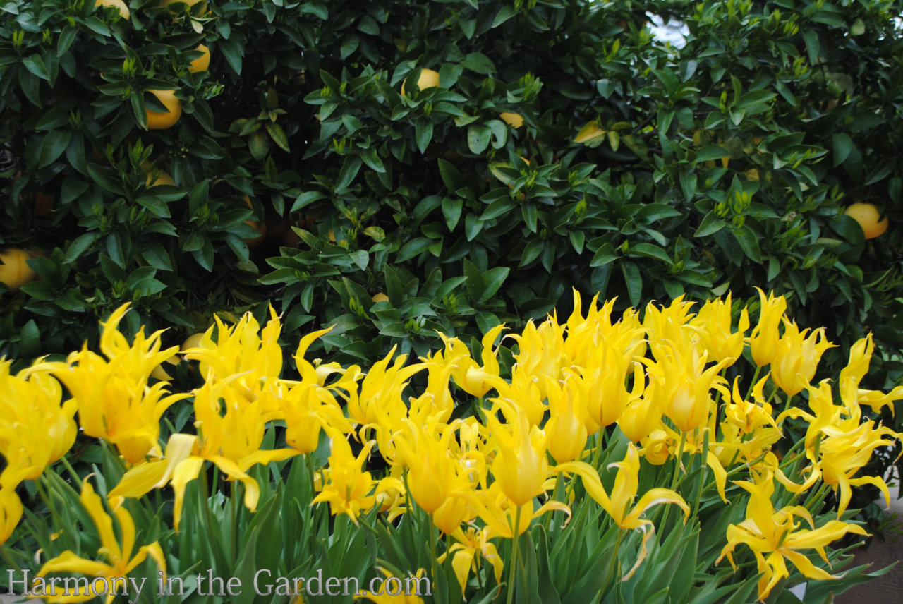 Tulips Warm Climate