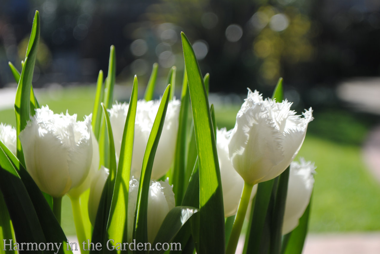 Tulips Warm Climate