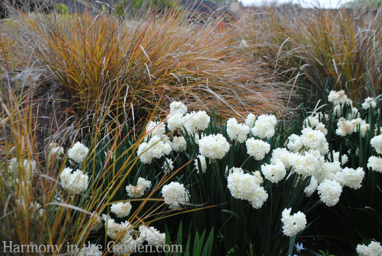 spring bulbs warm climates