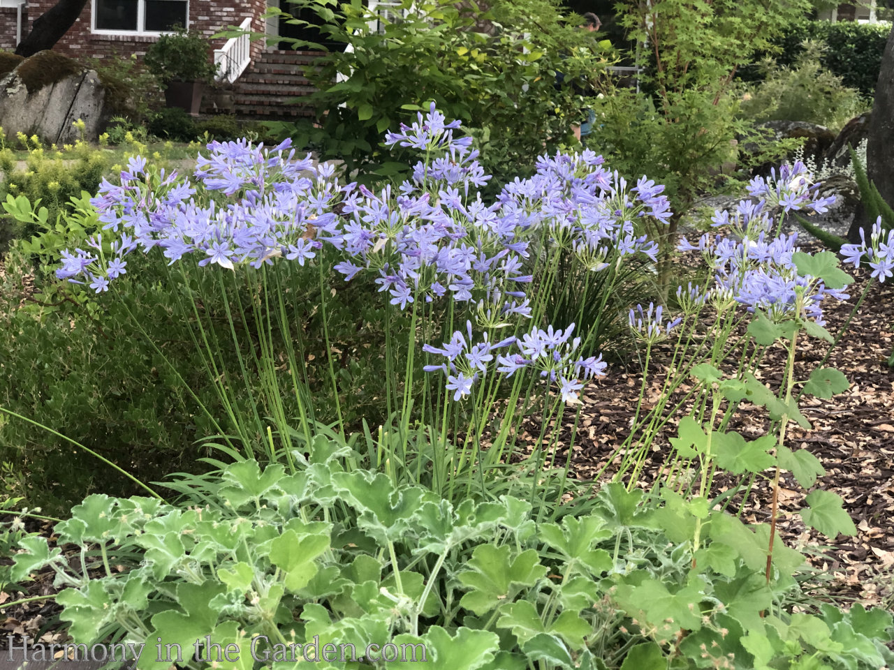 ball-shaped flowers