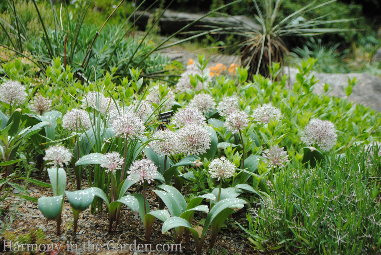 ball-shaped flowers