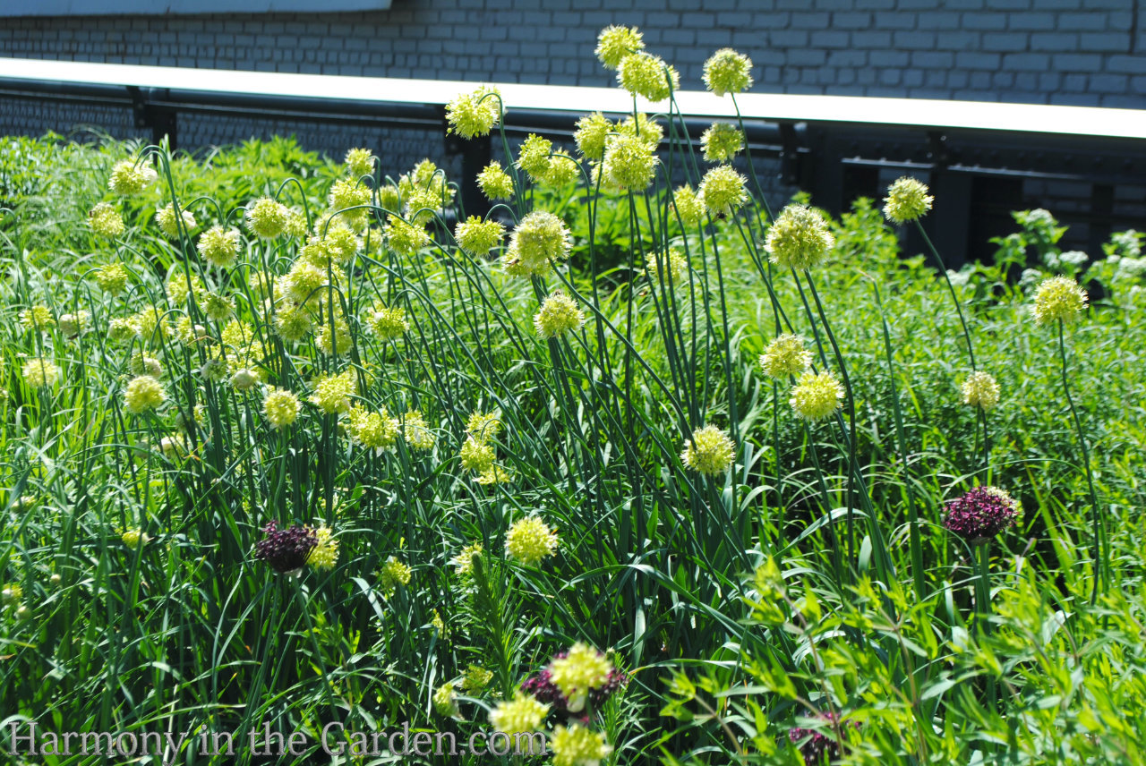 designing with ball-shaped flowers