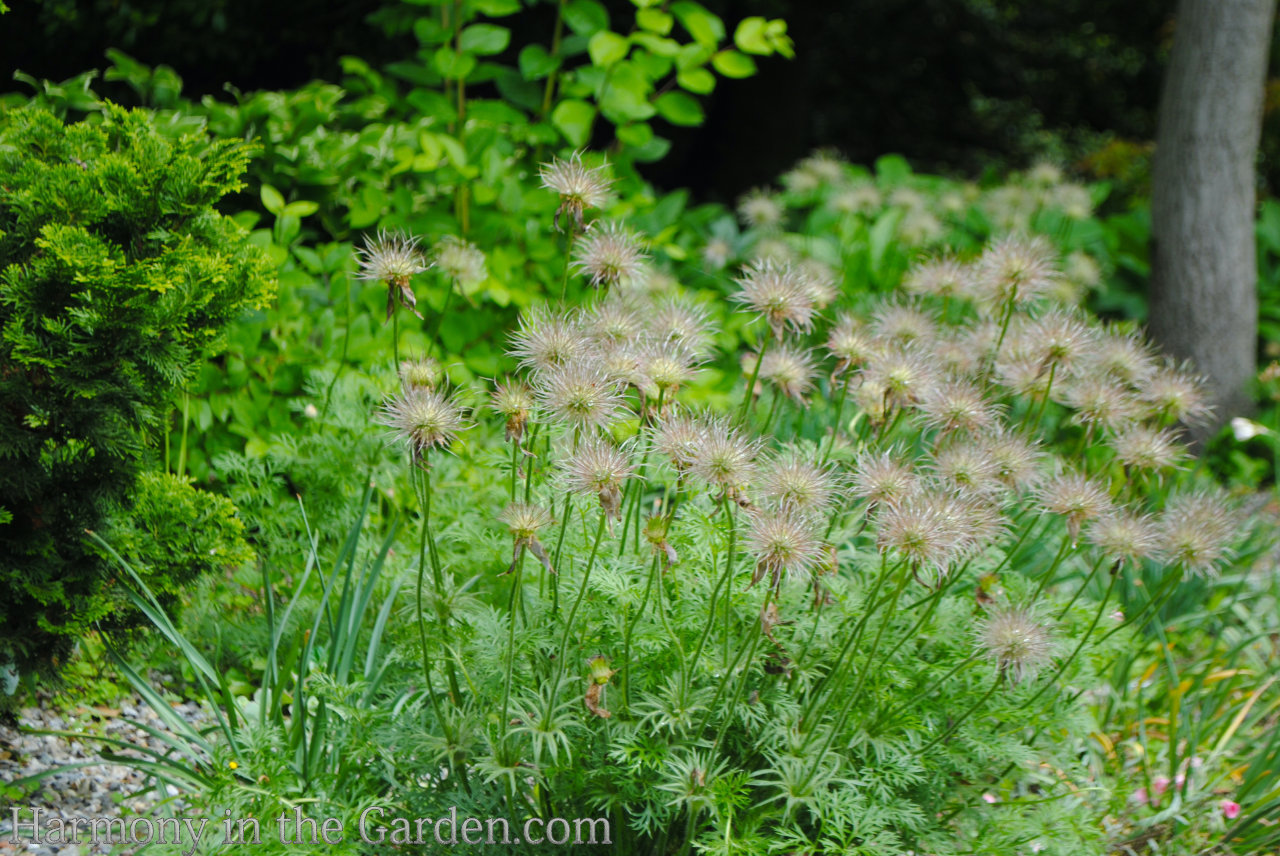 designing with ball-shaped flowers