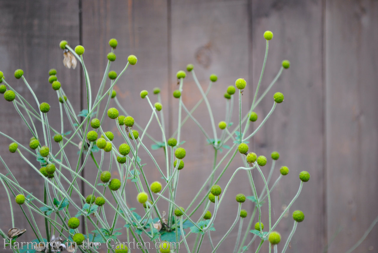 designing with ball-shaped flowers