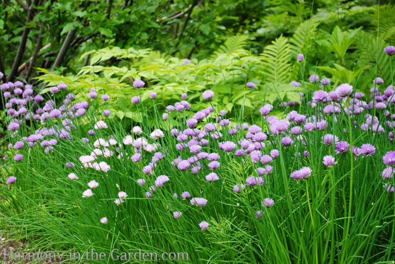 ball-shaped flower